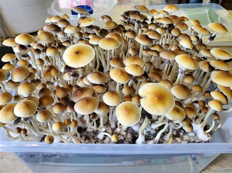 how to grow psilocybe cubensis at home